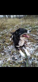 Слай - метис породы лабрадор