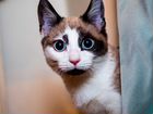 Вязка манчкин - кошка такса объявление продам