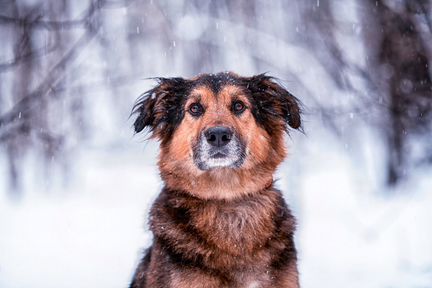 Джони в поиске новых хозяев