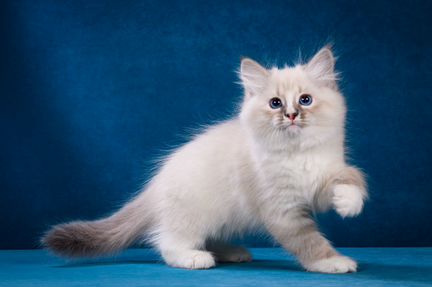 Невские Маскарадные котята