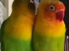 Домашние животные попугайчики