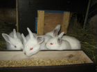 Кролики. Крольчата, крольчихи сукрольные, самцы объявление продам