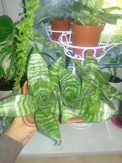 Сансевиерия Ханни