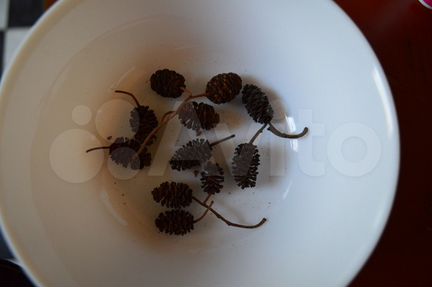 Шишки ольхи,листья дуба,удобрение