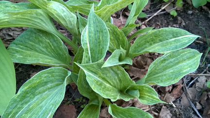 Цветы садовые многолетние