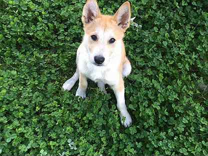 санкт петербург лайка