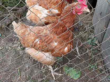 вологодская курочка череповец. куры вологда. шницель вологодская курочка. куры вологда. шницель вологодская курочка.