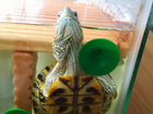 Красноухая черепаха с аквариумом, обогревателем, м