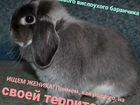 Карликовый вислоухий кролик объявление продам