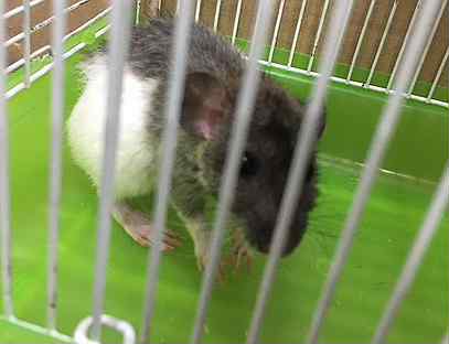 крыса 30. крыса красноярск. крыса красноярск. красноярские крысы. крысята дамбо.