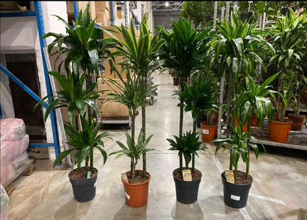 Драцена 140см