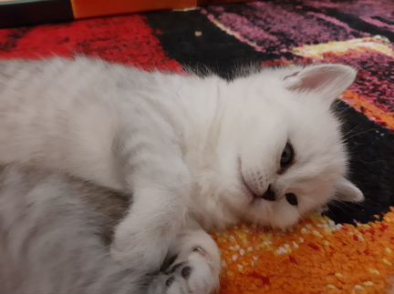 Шотландские котята