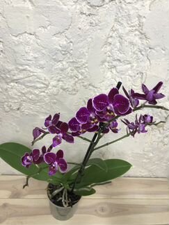Орхидея Фаленопсис