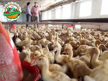 Нутрия копчёная