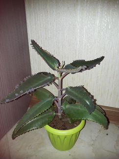 Цветок Каланхоэ лечебный (Доктор)