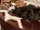 Котята, 2 рыжих и серый мальчики, мраморные девочк