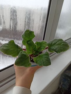 Фиалка сортовая