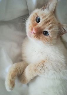 Тайская кошка-красавица в ответственные руки