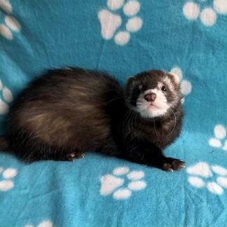 Клубный хорек