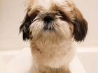 Груминг - стрижка собак, тримминг объявление продам