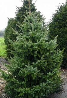 Ель сербская 1-1,2м