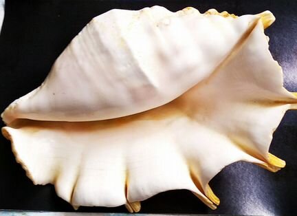 Морская ракушка