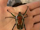 Личинки жука Dicronorrhina derbyana объявление продам