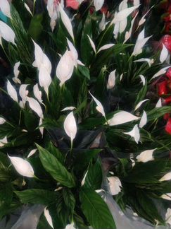 Растения из аукционов Голландии