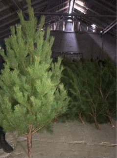 Ель Сосна Елка Новогодняя Живая Оптом