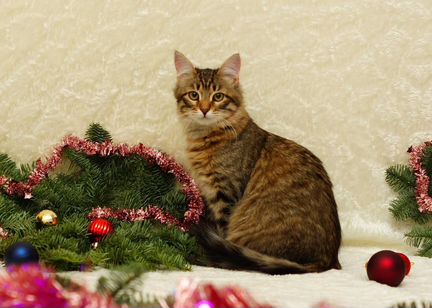 Котенок в добрые руки
