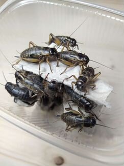 Сверчок двупятнистый (черный)