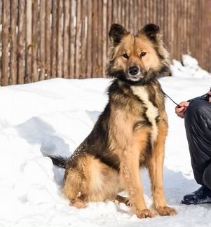 Метис немецкой овчарки спокойный пушистый умница