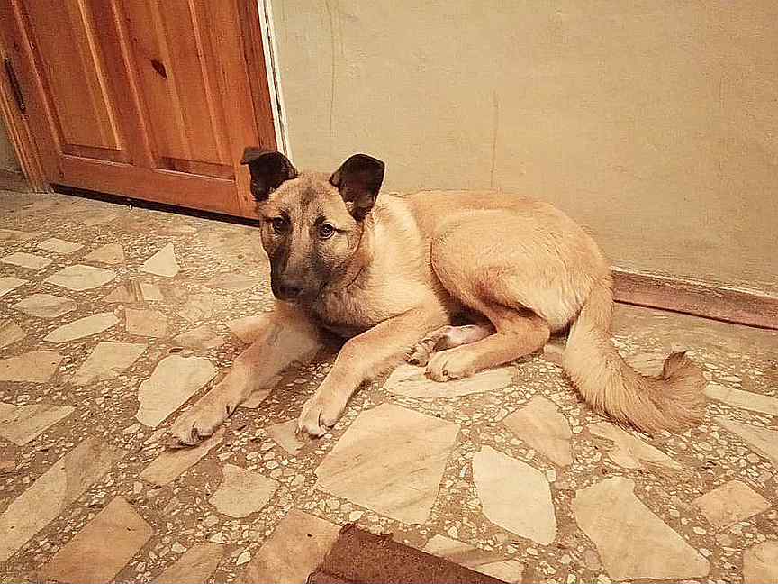 оле собака. собака оля. собака оля. мем с собакой для оли. багровый оли собака домашняя.