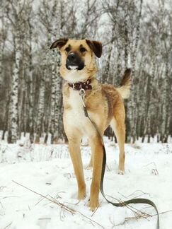 Собака Мегги в добрые руки