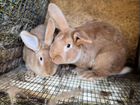 Кролики самочки покрытые объявление продам