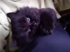 Черный пушистый котёнок в добрые руки