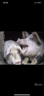 Закупаю Баран свини коровы быки свиноматки кастрат
