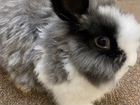 Карликовый кролик (супер карлик)