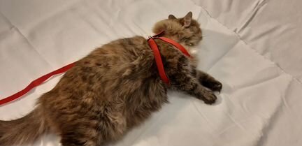 Ошейник для кошки или маленькой собачки