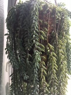 Очиток Моргана