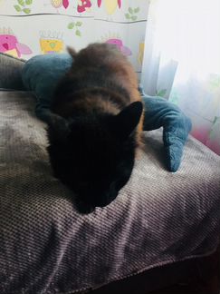 Передержка кошек(индивидуально) на дому