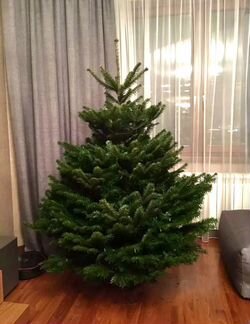 Пихта Нордмана (Датская ёлка) 147-148см