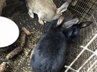 Кролики объявление продам