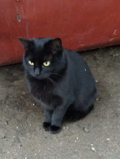 Киска в соболиной шубке