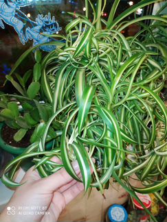 Хлорофитум кудрявый