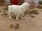 Сао Среднеазиатская овчарка Алабай щенок