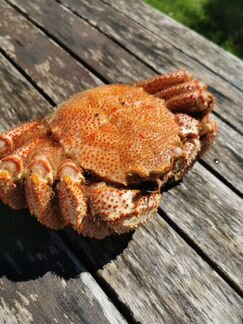 Краб Волосатик