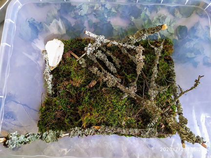 Готовый контейнер для улиток Редактировать