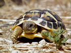 Черепаха среднеозиатская сухопутная
