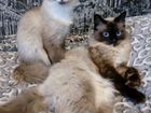 Продам котят тайской породы объявление продам